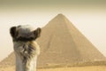 Camel watching the Cheops pyramid Royalty Free Stock Photo