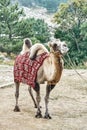 Camel wearing blanket stands ties to rack in mountain park