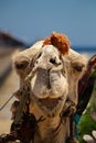 Camel wearing a traditional headpiece sitting in a desert environment
