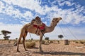 Camel  dromedary sahara desert Royalty Free Stock Photo