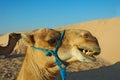 Camel which smiles Royalty Free Stock Photo