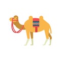 Camel whit saddle and cover on the back, two humped desert animal, symbol of traditional Egyptian culture vector