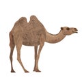 Camel on a white background