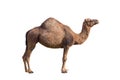 Camel on a white background.