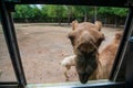 camel at window beg for food from traveller in Kanchanaburi zoo Royalty Free Stock Photo