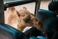 camel at window begging for food from tourist people inside bus zoo Royalty Free Stock Photo