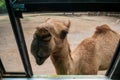 camel at window begging for food from traveller in Kanchanaburi zoo Royalty Free Stock Photo