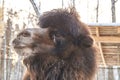 camel in winter. nursery for various animals