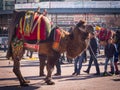 Camel wrestling festival