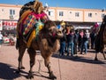 Camel wrestling festival