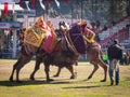 Camel wrestling festival