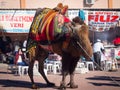 Camel wrestling festival