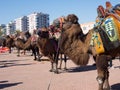 Camel wrestling festival