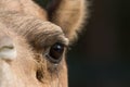 Camel (dromedary or one-humped Camel), Emirates Park Zoo, Abu Dh