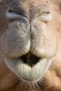 Camel (dromedary or one-humped Camel), Emirates Park Zoo, Abu Dh Royalty Free Stock Photo