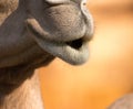 Camel (dromedary or one-humped Camel), Emirates Park Zoo, Abu Dh Royalty Free Stock Photo