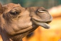 Camel (dromedary or one-humped Camel), Emirates Park Zoo, Abu Dh