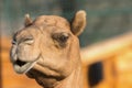 Camel (dromedary or one-humped Camel), Emirates Park Zoo, Abu Dh
