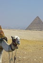 Camel in the yellow desert sand ,Egypt