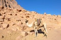 A camel with a yellow saddle and colorful mantle striped red green blue standing on the arid land of the Sahara desert, rocks and