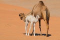 Camel with young calve - Arabian Peninsula