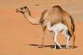 Camel with young calve - Arabian Peninsula