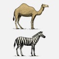 Camel and zebra hand drawn, engraved wild animals in vintage or retro style, african zoology set Royalty Free Stock Photo