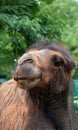 Camel zoo animal view summ