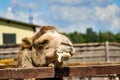 Camel at zoo with foam at mouth. Animals suffer in zoo and get sick. Funny camel