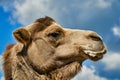 Camel at zoo with foam at mouth. Animals suffer in zoo and get sick. Funny camel