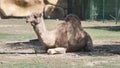 Camel in zoo lays on the floor