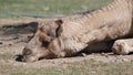 Camel in zoo lays on the floor