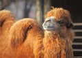 Camel in zoo Royalty Free Stock Photo