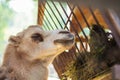 Camel in the zoo. Portrait.