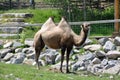 Camel at Zoo St-Felicien, Quebe, Canada Royalty Free Stock Photo