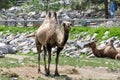 Camel at Zoo St-Felicien, Quebe, Canada Royalty Free Stock Photo