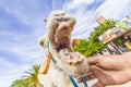 Camel Royalty Free Stock Photo