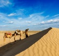 Cameleer (camel driver) with camels in dunes of Thar desert. Raj Royalty Free Stock Photo