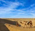 Cameleer (camel driver) with camels in dunes of Thar desert. Raj