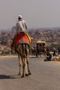 Cameleer and camel at giza pyramid , cairo in egypt