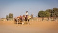 A cameleer (camel handler) riding and leading colorful camels caravan, United Arab Emirates.