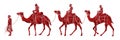 Cameleer with camels cartoon graphic