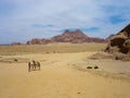 A cameleer with his camels in Wadi Rum