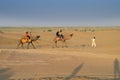 Cameleer taking tourists on camel to watch sun rise, at Thar desert, Rajasthan, India. Dromedary, dromedary camel, Arabian camel,