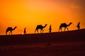 Cameleers, camel Drivers at sunset. Thar desert on sunset Jaisalmer, Rajasthan, India Royalty Free Stock Photo