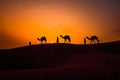 Cameleers, camel Drivers at sunset. Thar desert on sunset Jaisalmer, Rajasthan, India Royalty Free Stock Photo