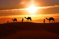 Cameleers, camel Drivers at sunset. Thar desert on sunset Jaisalmer, Rajasthan, India Royalty Free Stock Photo