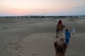 Cameleers taking back their camels, Camelus dromedarius, tourist rides at dusk in sand dunes. Camel riding is a popular activity Royalty Free Stock Photo