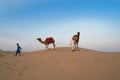 Cameleers taking back their camels, Camelus dromedarius after tourist rides at dusk in sand dunes Royalty Free Stock Photo