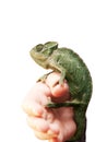 Cameleon Royalty Free Stock Photo